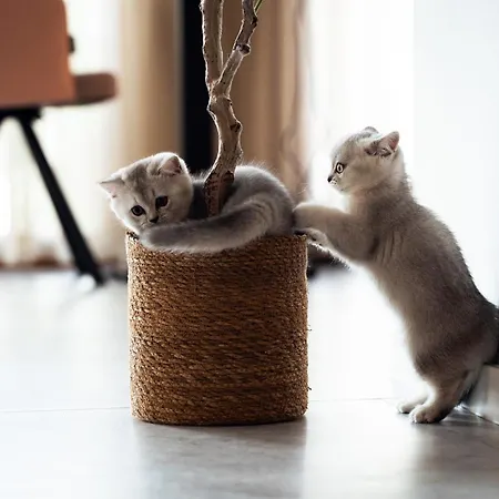 Apartamento Old Town Nest