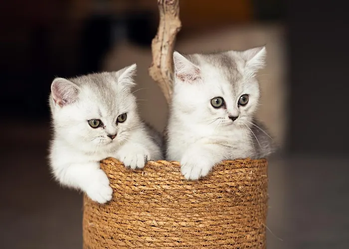 Apartamento Old Town Nest *