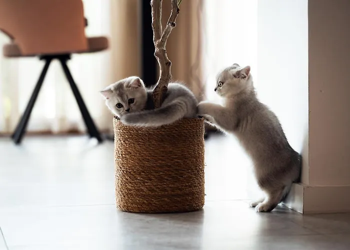 Apartamento Old Town Nest